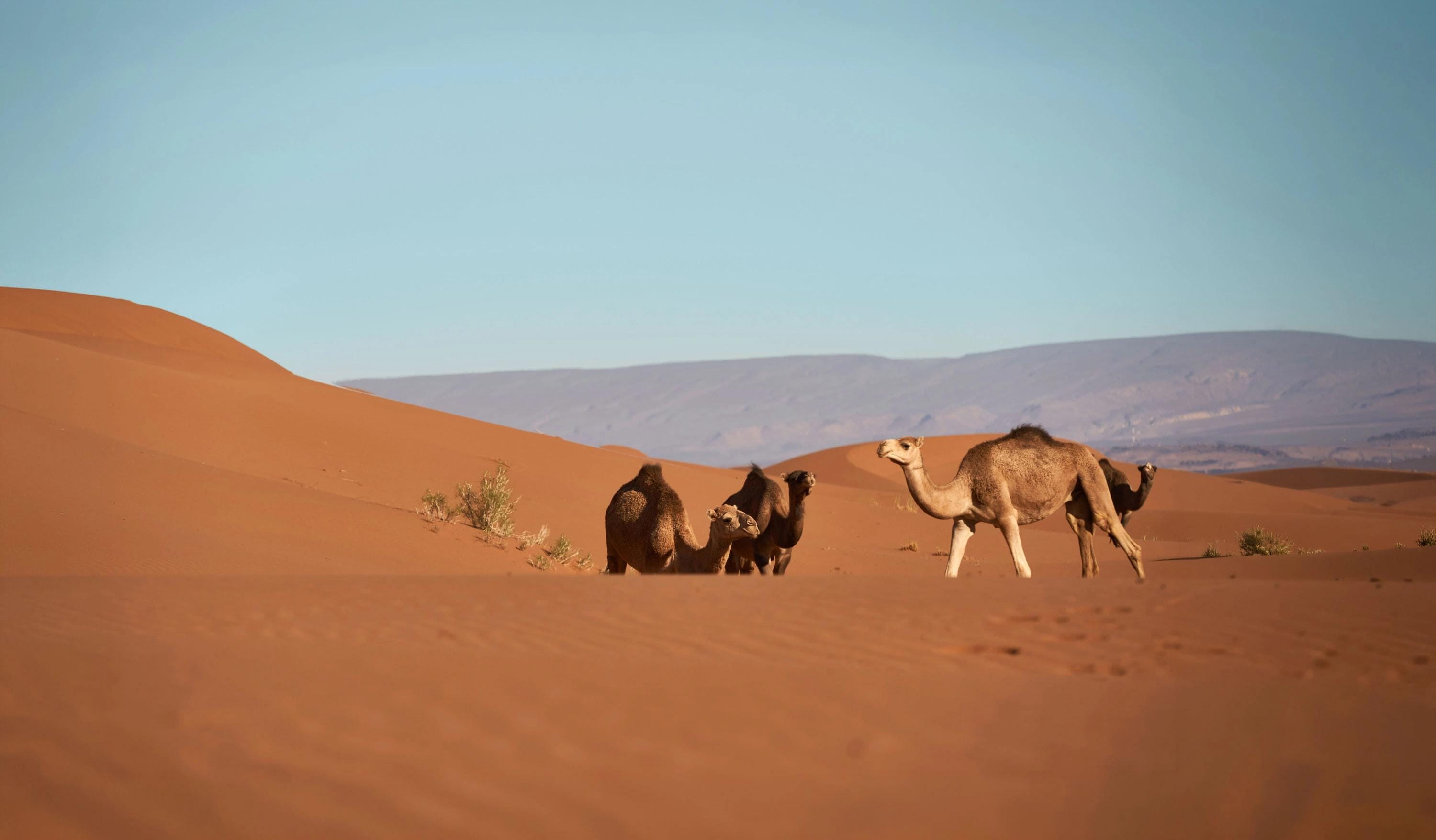 Seguro de viaje a Estados Unidos